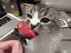 wenn du nur ein Obst essen dürftest des rest deines Lebens welches wäre