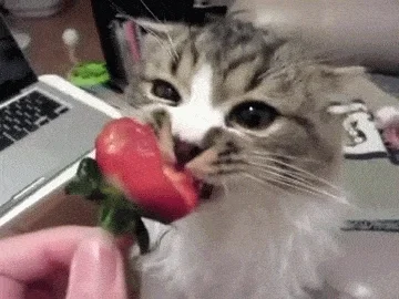 Cat Strawberry GIF