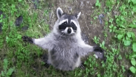 baby raccoon gif