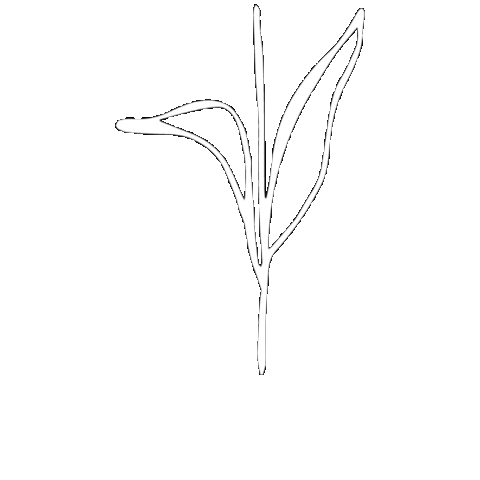 SolCleanse Sticker