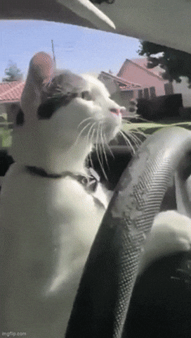 Cat Driving GIF