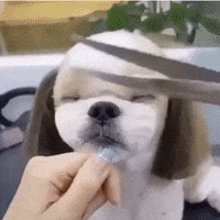 dogs love GIF by The Videobook