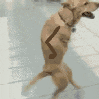 A cute puppy dancing : r/gifs