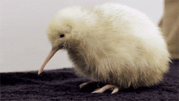 Bird Kiwi GIF