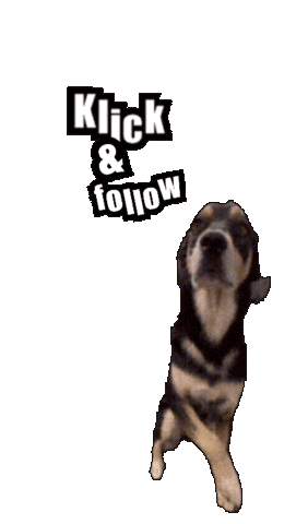 Dog Follow Sticker