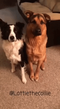 american-kennel-club  GIF