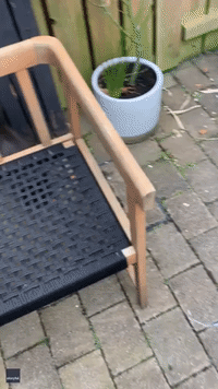 Scaredy Cats: Felines Fail to Catch Mouse on Belfast Patio
