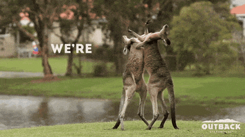 photo Boxing Kangaroo Fight Gif punch kangaroo gif by outback steakhouse