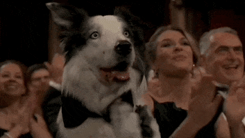 Oscars 2024 GIF. Messi, the dog from Anatomy of a Fall, is in the audience wearing a black bowtie and he claps with his paws alongside everyone else. His mouth is hanging open happily and his ears twitch as he watches the show. He's polite and adorable.