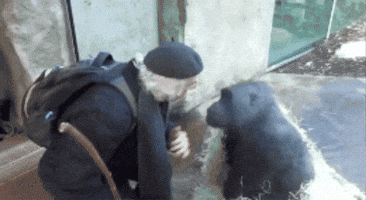 Macaco Conversando GIF