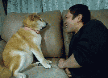 Rejected Dogs GIF by The BarkPost - Find & Share on GIPHY