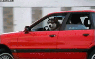 Dog Car GIF
