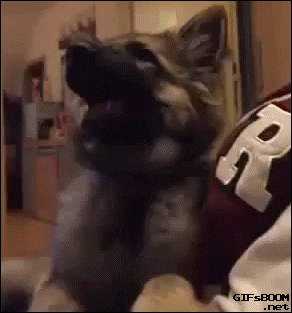 Surprised Dog GIF