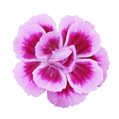 Summer Flower Sticker by Pink Kisses