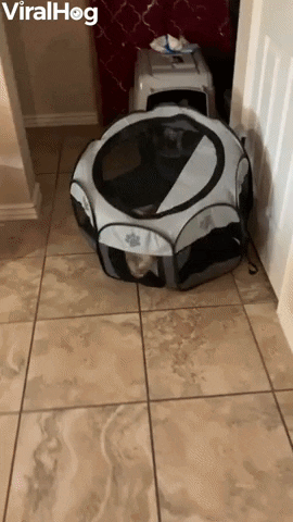 Playpen Cant Contain Cash The Corgi Puppy GIF by ViralHog - Find & Share on GIPHY