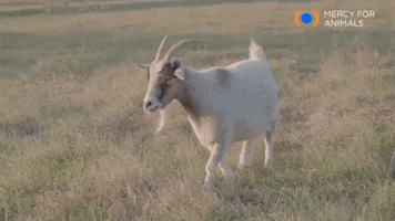 Walking Wandering GIF by Mercy For Animals