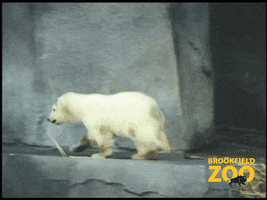 Oh No Help GIF by Brookfield Zoo