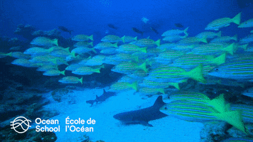 Ocean Scool - École de l'Océan GIF