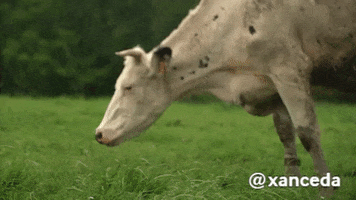 Cow Comer GIF by xanceda