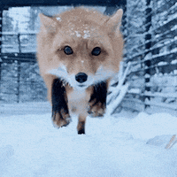 Snow Fox GIF by MOODMAN