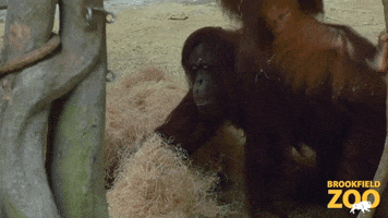 Hungry Easter Eggs GIF by Brookfield Zoo