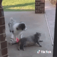 Droles Gifs Get The Best Gif On Giphy Droles Gifs Get The Best Gif On Giphy