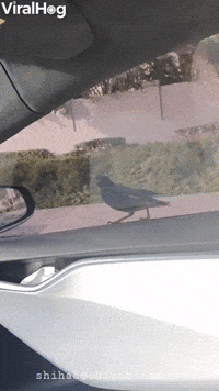 Joys GIFs - Get the best GIF on GIPHY