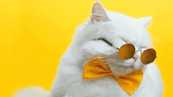 Cat Hello GIF by Holler Studios