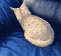 Hide Confidential Data GIFs - Get the best GIF on GIPHY