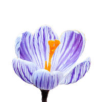flower fiori Sticker by Vanity Fair Italia