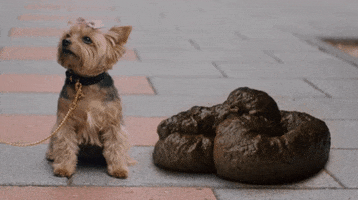 Dog Caca GIF