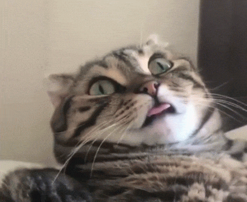 Crazy Cat GIF by memecandy - Find & Share on GIPHY