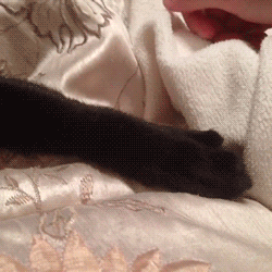 Dog Paw GIF - Find & Share on GIPHY