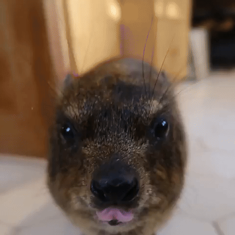 Intensifies Close Up GIF