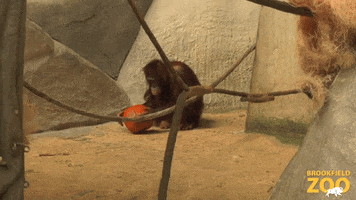 Happy Fall GIF by Brookfield Zoo