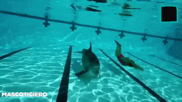 El Robot Delfin GIF