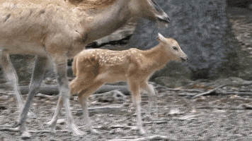 new york zoo GIF by BFMTV