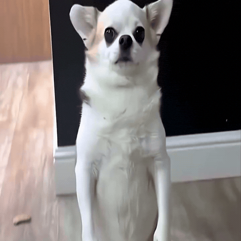D GIF