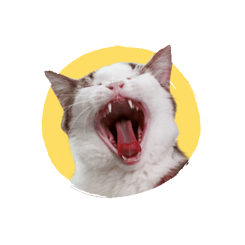 Angry Cat GIF - Angry Cat Fangs GIFs