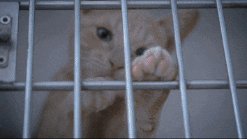 Hospitalsosanimal GIF by SOS Animal