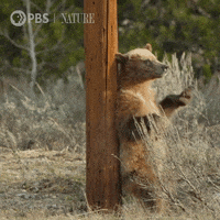 Scratching Pbs Nature GIF by Nature on PBS