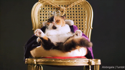 Giphy - persian cat king GIF