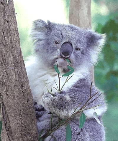 Тема животные 
ПодТема коала 
Прикрепи к ответу фоторисунокгиф