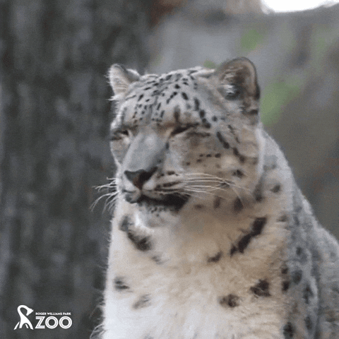 Tired Snow Leopard GIF by Roger Williams Park Zoo