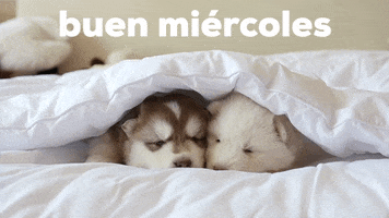 Feliz Miercoles GIF by Sealed With A GIF