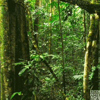 Tree Frog Rainforest Gif By Nat Geo Wild Find Share On Giphy