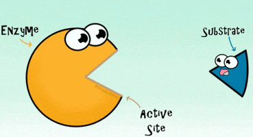 Enzyme GIF