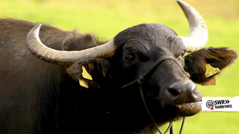 Forbyde meget fint skrig Water Buffalo GIFs - Get the best GIF on GIPHY
