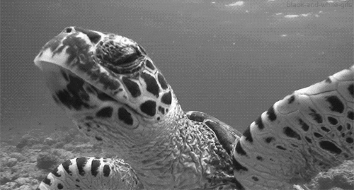 Black And White Turtle GIF - Find & Share on GIPHY