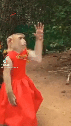 giphy.gif